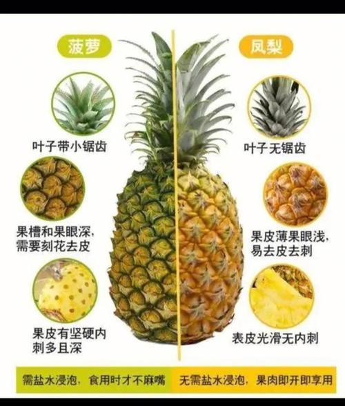 凤梨鲜花花语(凤梨花代表什么)-第1张图片-花花知道网 凤梨鲜花花语(凤梨花代表什么)-第1张图片-花花知道网