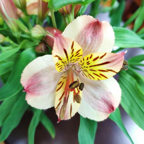 跳舞兰鲜花花语(跳舞兰花语是什么意思)-第3张图片-花花知道网 跳舞兰鲜花花语(跳舞兰花语是什么意思)-第3张图片-花花知道网