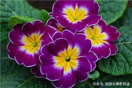 跳舞兰鲜花花语(跳舞兰花语是什么意思)-第5张图片-花花知道网 跳舞兰鲜花花语(跳舞兰花语是什么意思)-第5张图片-花花知道网