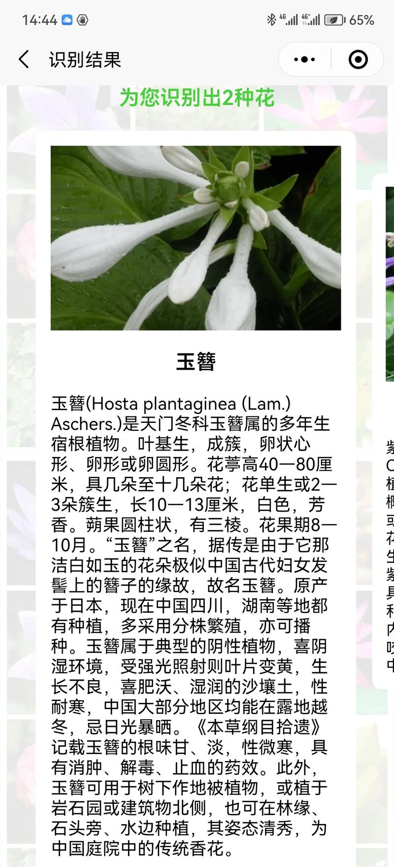 通俗易懂的鲜花花语(鲜花花语经典句子)-第1张图片-花花知道网 通俗易懂的鲜花花语(鲜花花语经典句子)-第1张图片-花花知道网