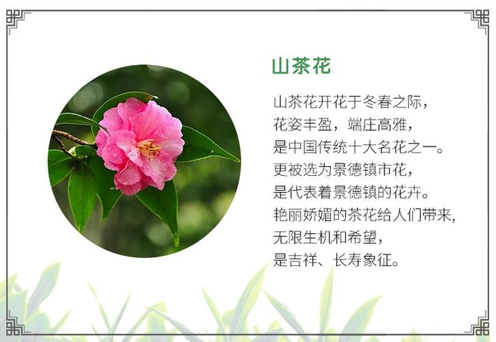 傲梅鲜花花语(傲梅官方网站)-第1张图片-花花知道网 傲梅鲜花花语(傲梅官方网站)-第1张图片-花花知道网
