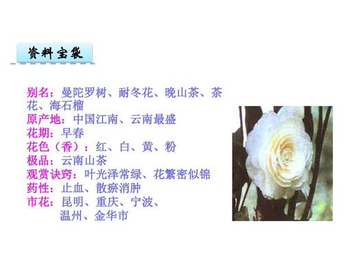 傲梅鲜花花语(傲梅官方网站)-第2张图片-花花知道网 傲梅鲜花花语(傲梅官方网站)-第2张图片-花花知道网