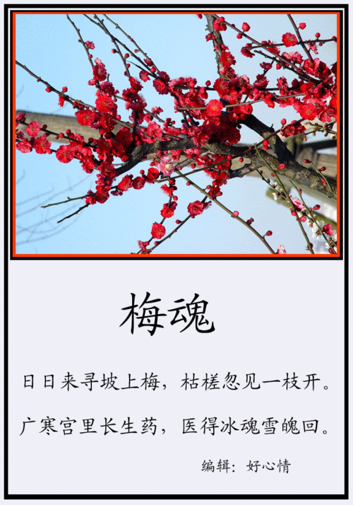 傲梅鲜花花语(傲梅官方网站)-第5张图片-花花知道网 傲梅鲜花花语(傲梅官方网站)-第5张图片-花花知道网