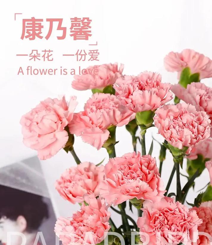 康乃馨鲜花花语(康乃馨鲜花花语是什么)-第2张图片-花花知道网 康乃馨鲜花花语(康乃馨鲜花花语是什么)-第2张图片-花花知道网