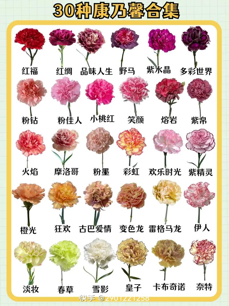 康乃馨鲜花花语(康乃馨鲜花花语是什么)-第3张图片-花花知道网 康乃馨鲜花花语(康乃馨鲜花花语是什么)-第3张图片-花花知道网