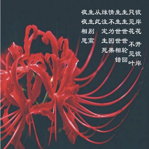 鲜花花语大全带图片(鲜花花语大全带图片和花名)-第3张图片-花花知道网 鲜花花语大全带图片(鲜花花语大全带图片和花名)-第3张图片-花花知道网