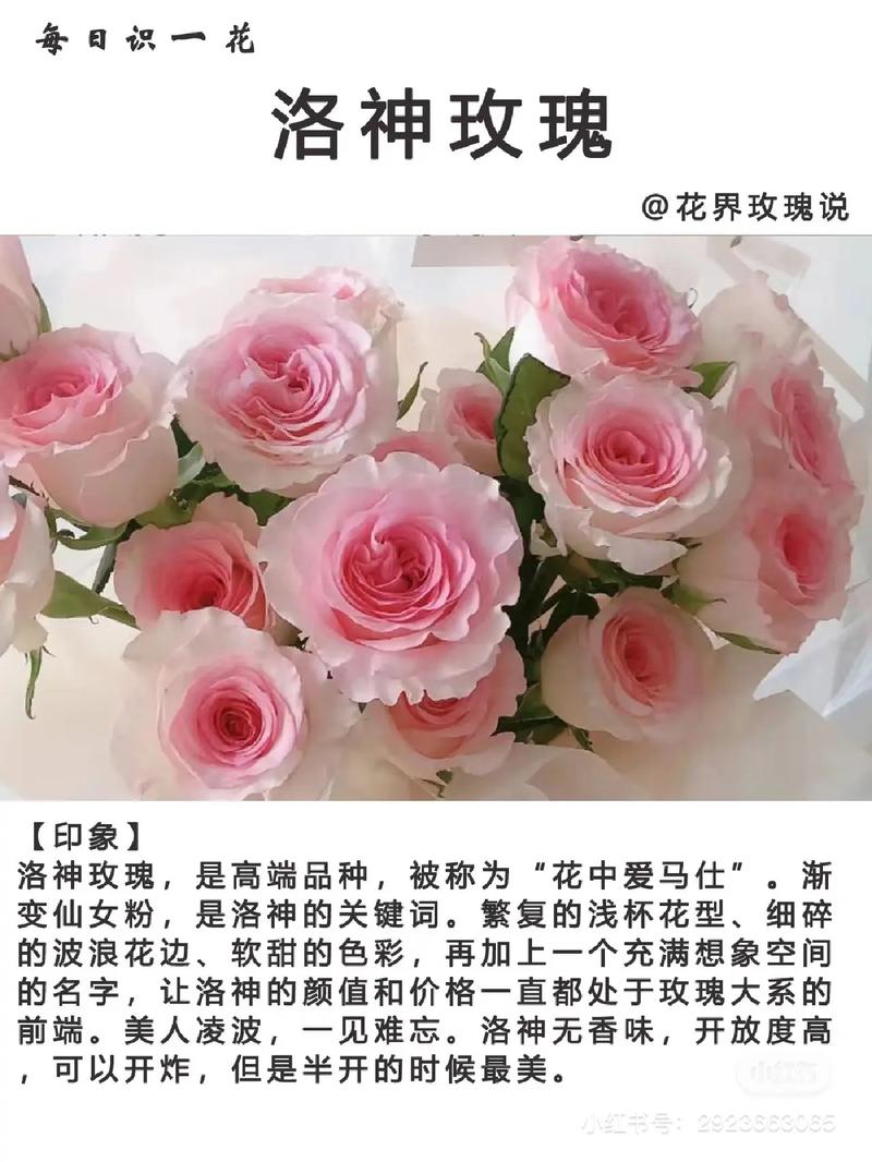 洛神鲜花花语是什么(洛神 鲜花)-第7张图片-花花知道网 洛神鲜花花语是什么(洛神 鲜花)-第7张图片-花花知道网