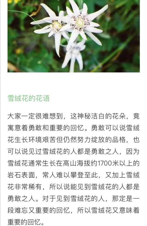 冬天鲜花花语(成都滨河社区卫生服务站)-第1张图片-花花知道网 冬天鲜花花语(成都滨河社区卫生服务站)-第1张图片-花花知道网