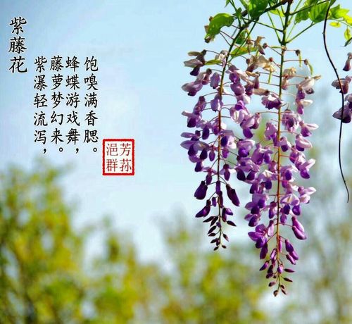 紫藤鲜花花语(紫藤花花语是什么意思)-第2张图片-花花知道网 紫藤鲜花花语(紫藤花花语是什么意思)-第2张图片-花花知道网