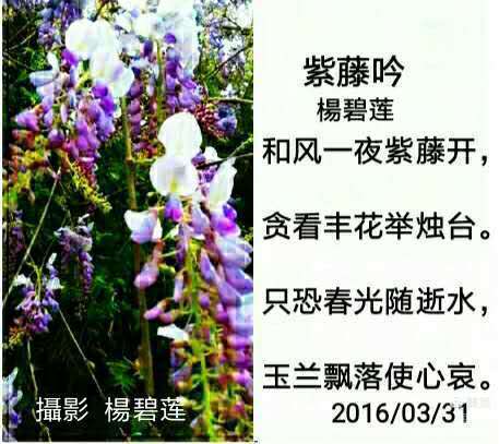 紫藤鲜花花语(紫藤花花语是什么意思)-第3张图片-花花知道网 紫藤鲜花花语(紫藤花花语是什么意思)-第3张图片-花花知道网