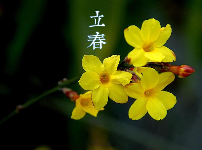 立春送花的讲究(立春送礼好吗)-第2张图片-花花知道网 立春送花的讲究(立春送礼好吗)-第2张图片-花花知道网