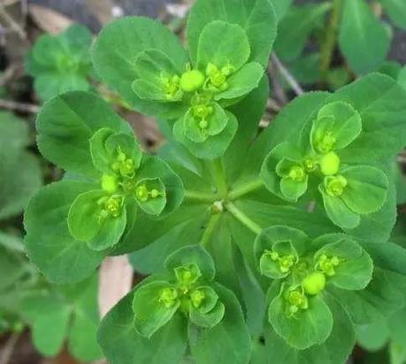 猫眼鲜花花语(猫眼的花语和寓意)-第4张图片-花花知道网 猫眼鲜花花语(猫眼的花语和寓意)-第4张图片-花花知道网