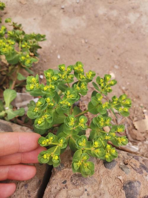 猫眼鲜花花语(猫眼的花语和寓意)-第5张图片-花花知道网 猫眼鲜花花语(猫眼的花语和寓意)-第5张图片-花花知道网