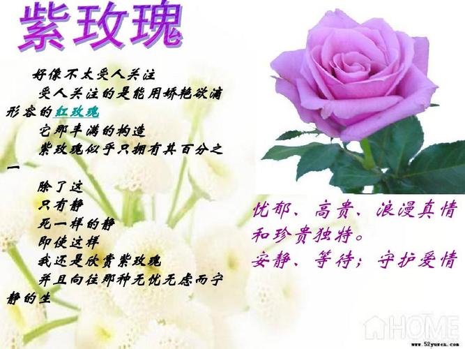 洋秸秆鲜花花语(洋秸梗花)-第4张图片-花花知道网 洋秸秆鲜花花语(洋秸梗花)-第4张图片-花花知道网
