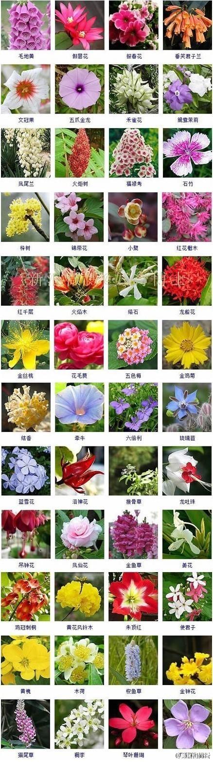 102枝鲜花寓意(107朵花语是什么)-第2张图片-花花知道网 102枝鲜花寓意(107朵花语是什么)-第2张图片-花花知道网