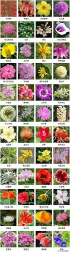 102枝鲜花寓意(107朵花语是什么)-第5张图片-花花知道网 102枝鲜花寓意(107朵花语是什么)-第5张图片-花花知道网
