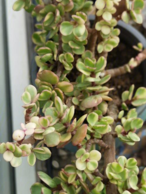 奥斯汀玫瑰鲜花花语(奥斯汀玫瑰花图片)-第1张图片-花花知道网 奥斯汀玫瑰鲜花花语(奥斯汀玫瑰花图片)-第1张图片-花花知道网