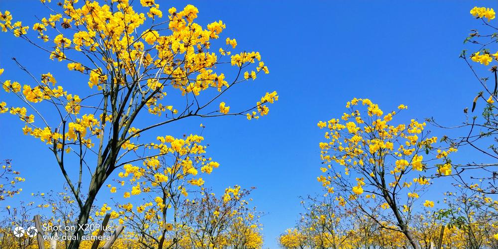 鲜花风铃花花语(风铃花话花语)-第3张图片-花花知道网 鲜花风铃花花语(风铃花话花语)-第3张图片-花花知道网