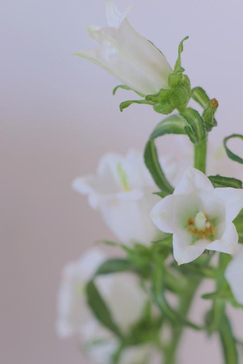 鲜花风铃花花语(风铃花话花语)-第4张图片-花花知道网 鲜花风铃花花语(风铃花话花语)-第4张图片-花花知道网
