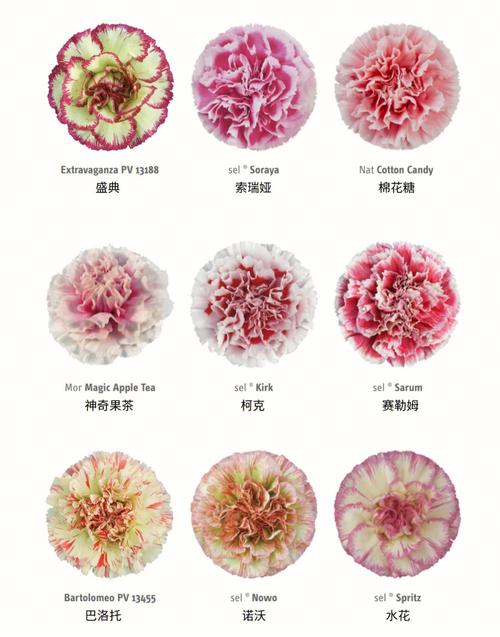 3枝康乃馨鲜花花束寓意(3枝康乃馨花束图片大全)-第2张图片-花花知道网 3枝康乃馨鲜花花束寓意(3枝康乃馨花束图片大全)-第2张图片-花花知道网