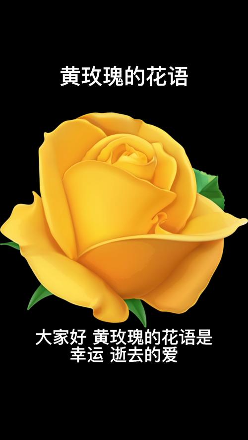 11朵黄玫瑰鲜花寓意着什么(11朵黄玫瑰花语是什么)-第4张图片-花花知道网 11朵黄玫瑰鲜花寓意着什么(11朵黄玫瑰花语是什么)-第4张图片-花花知道网