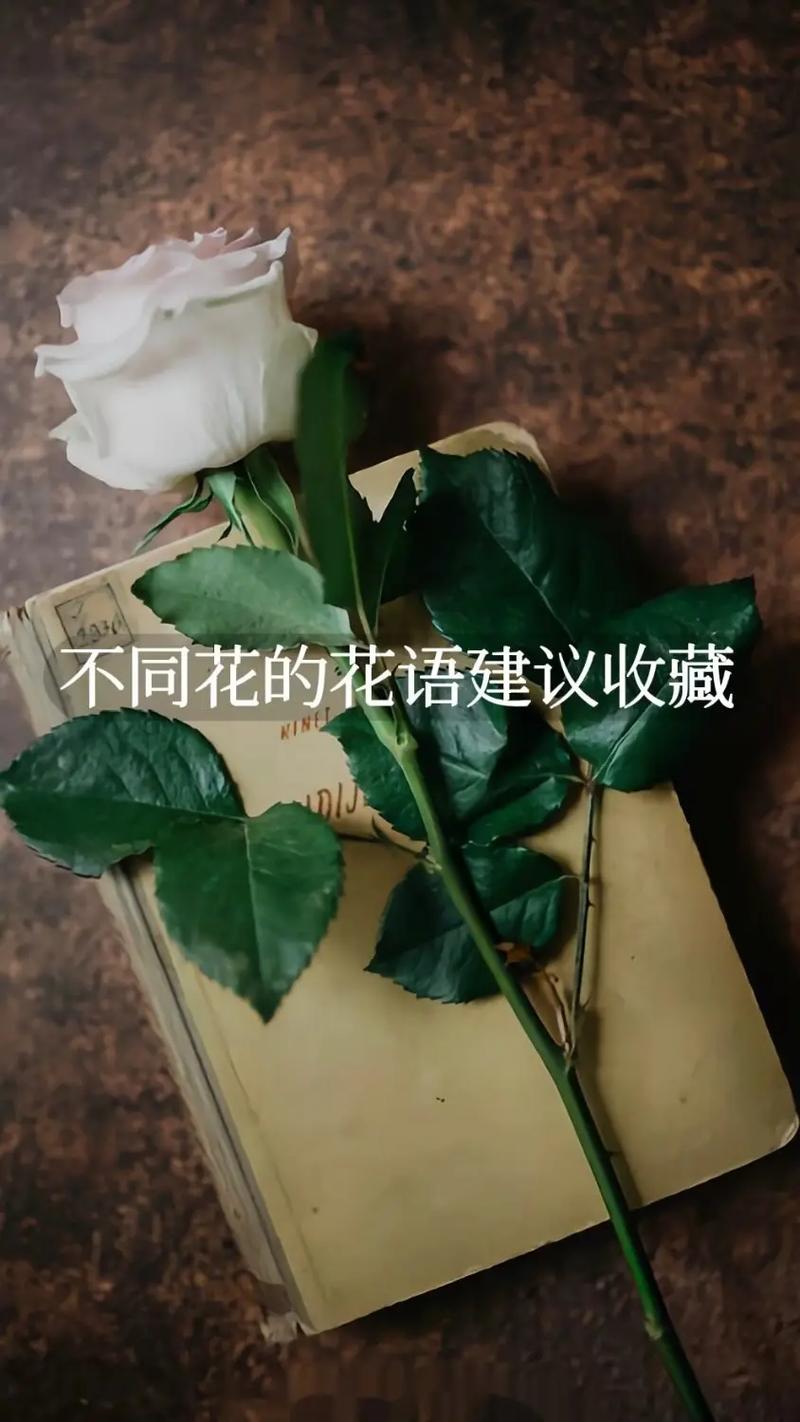 暗恋鲜花花语(适合暗恋的花语)-第6张图片-花花知道网 暗恋鲜花花语(适合暗恋的花语)-第6张图片-花花知道网