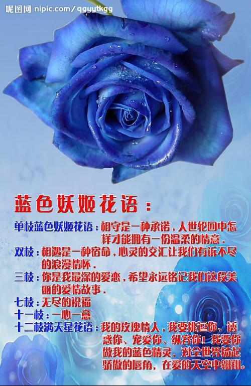 19朵蓝色妖姬鲜花寓意(19朵蓝色妖姬的花语)-第5张图片-花花知道网 19朵蓝色妖姬鲜花寓意(19朵蓝色妖姬的花语)-第5张图片-花花知道网
