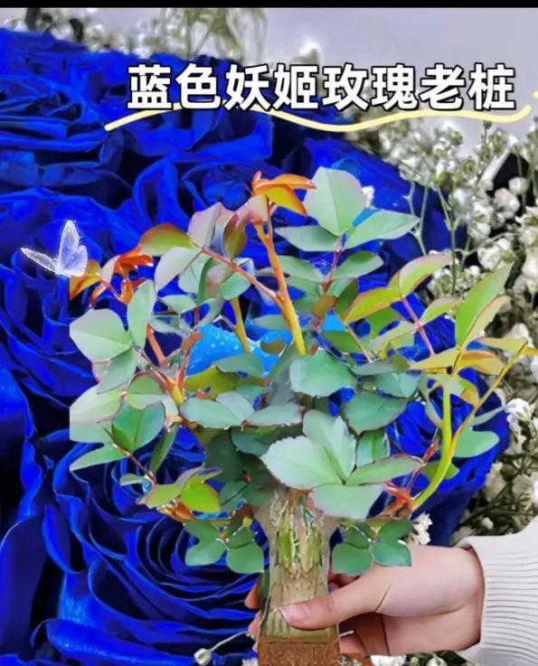 19朵蓝色妖姬鲜花寓意(19朵蓝色妖姬的花语)-第7张图片-花花知道网 19朵蓝色妖姬鲜花寓意(19朵蓝色妖姬的花语)-第7张图片-花花知道网