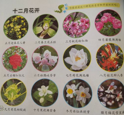 12朵鲜花寓意(12朵花的图片)-第4张图片-花花知道网 12朵鲜花寓意(12朵花的图片)-第4张图片-花花知道网