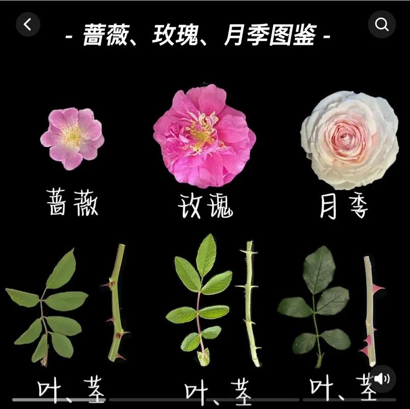 深圳鲜花花语(深圳节日鲜花)-第3张图片-花花知道网 深圳鲜花花语(深圳节日鲜花)-第3张图片-花花知道网