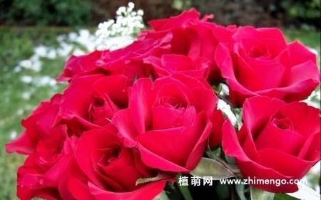 送花有单双数的讲究吗(花送单数还是双数)-第3张图片-花花知道网 送花有单双数的讲究吗(花送单数还是双数)-第3张图片-花花知道网