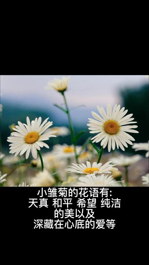 鲜花花语雏菊(花语雏菊的说说)-第1张图片-花花知道网 鲜花花语雏菊(花语雏菊的说说)-第1张图片-花花知道网