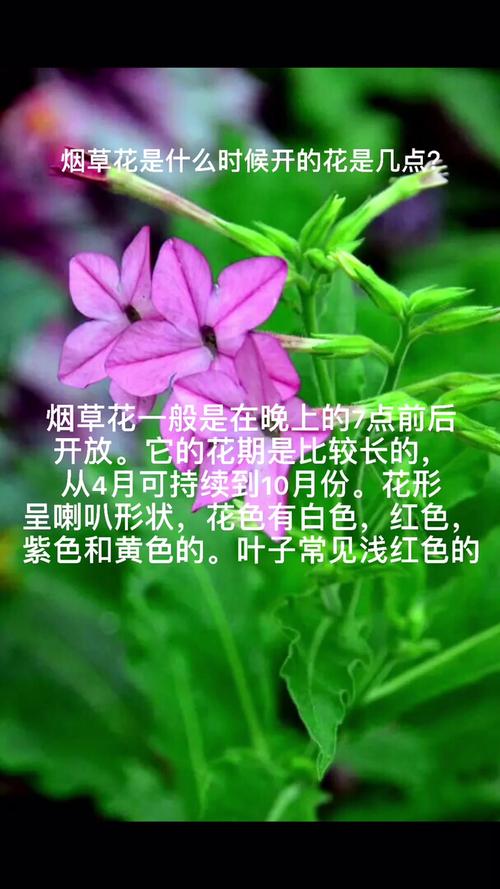 荷花烟鲜花花语(荷花烟鲜花花语是什么)-第4张图片-花花知道网 荷花烟鲜花花语(荷花烟鲜花花语是什么)-第4张图片-花花知道网