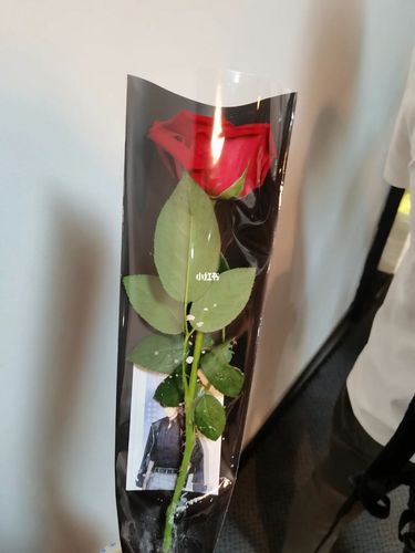 送花有单双数的讲究(送花送单数)-第5张图片-花花知道网 送花有单双数的讲究(送花送单数)-第5张图片-花花知道网
