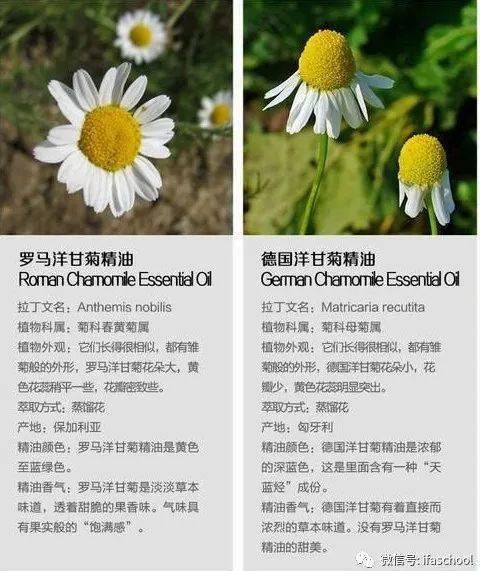 杨干菊鲜花花语(杨菊怎么养)-第1张图片-花花知道网 杨干菊鲜花花语(杨菊怎么养)-第1张图片-花花知道网