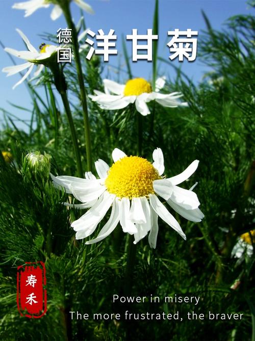 杨干菊鲜花花语(杨菊怎么养)-第4张图片-花花知道网 杨干菊鲜花花语(杨菊怎么养)-第4张图片-花花知道网