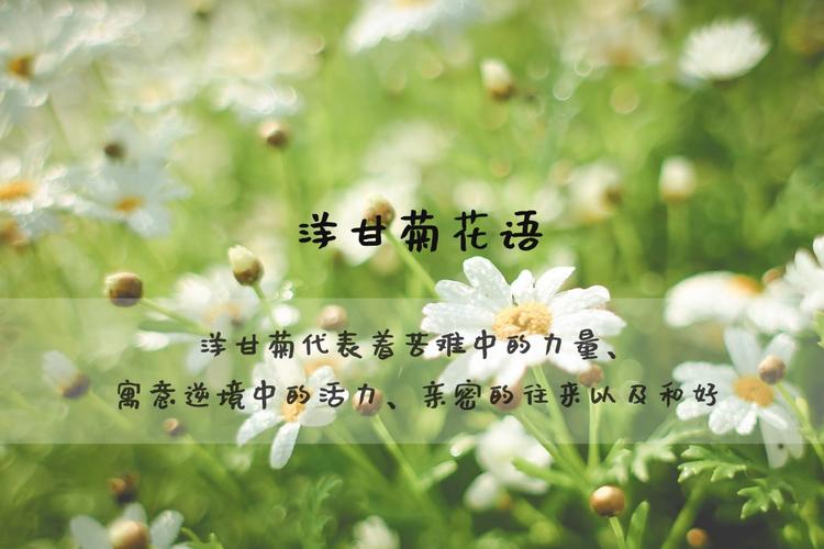 杨干菊鲜花花语(杨菊怎么养)-第8张图片-花花知道网 杨干菊鲜花花语(杨菊怎么养)-第8张图片-花花知道网