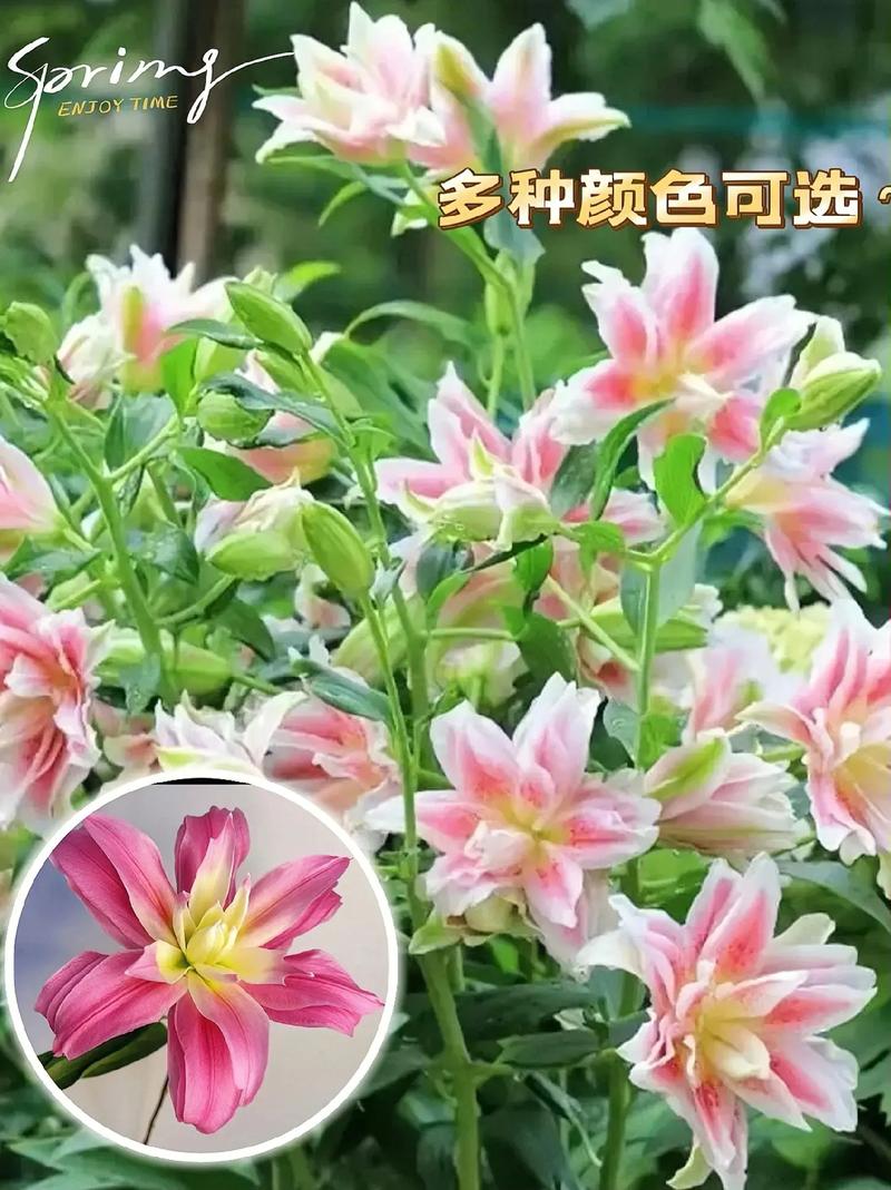 11朵小香风鲜花的寓意(小香风花束)-第4张图片-花花知道网 11朵小香风鲜花的寓意(小香风花束)-第4张图片-花花知道网