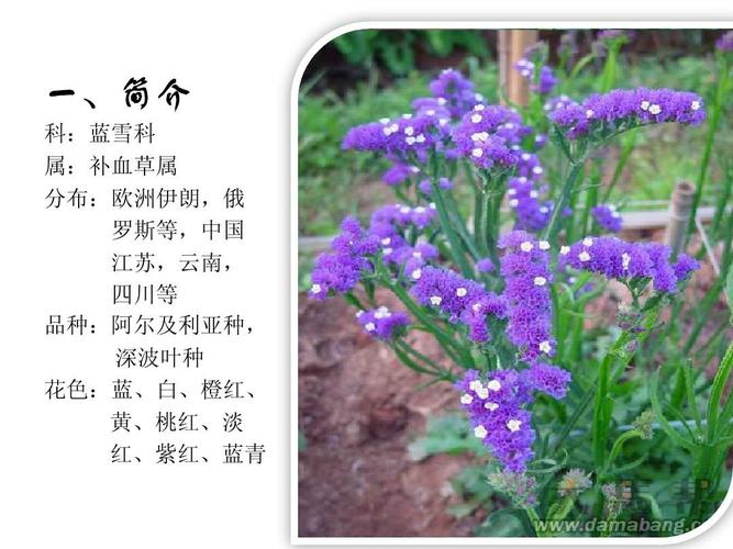 勿忘我鲜花花语(勿忘我鲜花代表什么)-第2张图片-花花知道网 勿忘我鲜花花语(勿忘我鲜花代表什么)-第2张图片-花花知道网