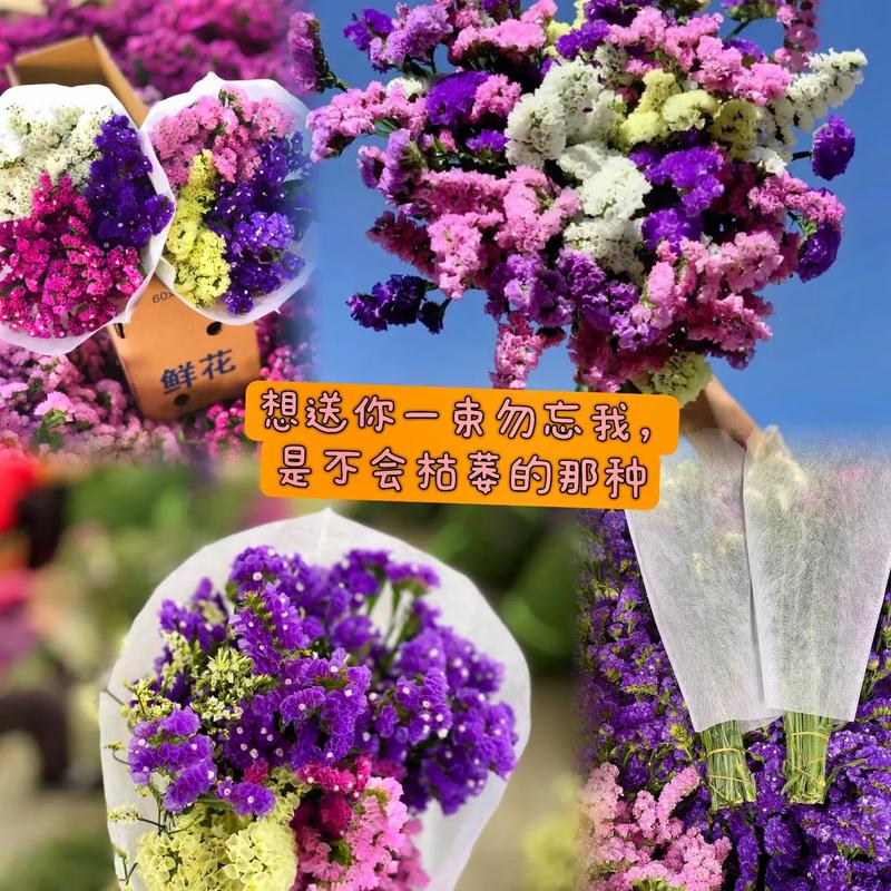 勿忘我鲜花花语(勿忘我鲜花代表什么)-第4张图片-花花知道网 勿忘我鲜花花语(勿忘我鲜花代表什么)-第4张图片-花花知道网