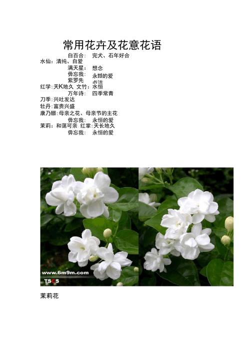 鲜花花草花语(鲜花花语及禁忌)-第5张图片-花花知道网 鲜花花草花语(鲜花花语及禁忌)-第5张图片-花花知道网