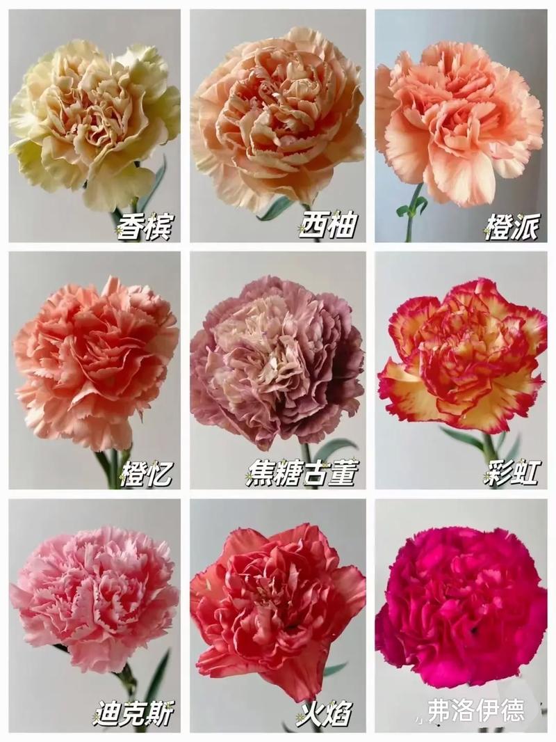 56朵鲜花寓意(送花56朵什么意思)-第6张图片-花花知道网 56朵鲜花寓意(送花56朵什么意思)-第6张图片-花花知道网
