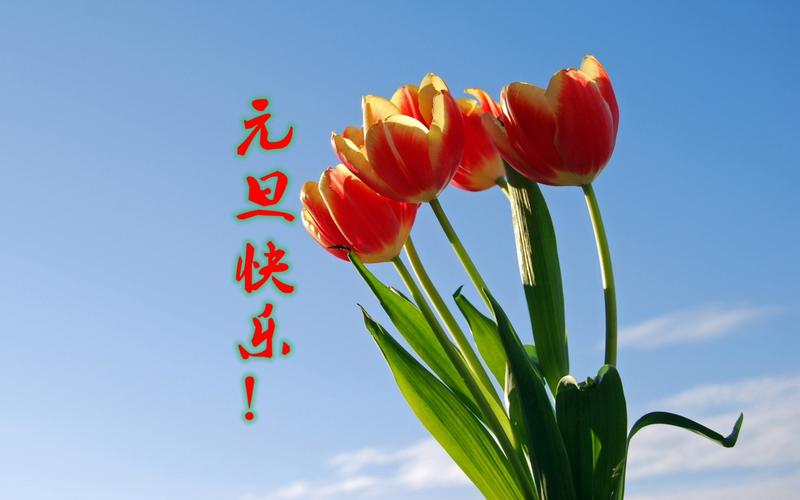 元旦鲜花花语(元旦花朵图片大全)-第4张图片-花花知道网 元旦鲜花花语(元旦花朵图片大全)-第4张图片-花花知道网