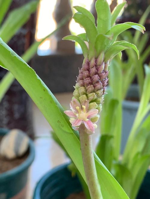 菠萝鲜花花语(菠萝花的图案)-第1张图片-花花知道网 菠萝鲜花花语(菠萝花的图案)-第1张图片-花花知道网