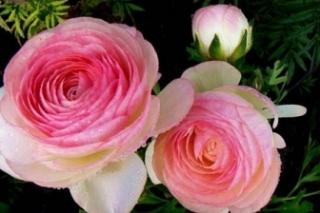 白菜鲜花花语(大白菜花语)-第2张图片-花花知道网 白菜鲜花花语(大白菜花语)-第2张图片-花花知道网