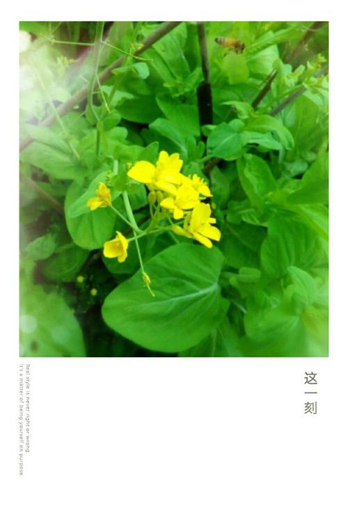 白菜鲜花花语(大白菜花语)-第3张图片-花花知道网 白菜鲜花花语(大白菜花语)-第3张图片-花花知道网