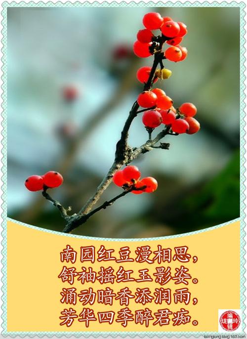 相思豆的鲜花花语和寓意(相思豆花束的寓意)-第2张图片-花花知道网 相思豆的鲜花花语和寓意(相思豆花束的寓意)-第2张图片-花花知道网
