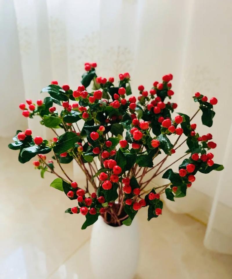 相思豆的鲜花花语和寓意(相思豆花束的寓意)-第3张图片-花花知道网 相思豆的鲜花花语和寓意(相思豆花束的寓意)-第3张图片-花花知道网
