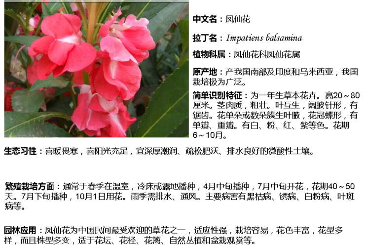 鲜花花语和花期(鲜花种类和花语)-第2张图片-花花知道网 鲜花花语和花期(鲜花种类和花语)-第2张图片-花花知道网