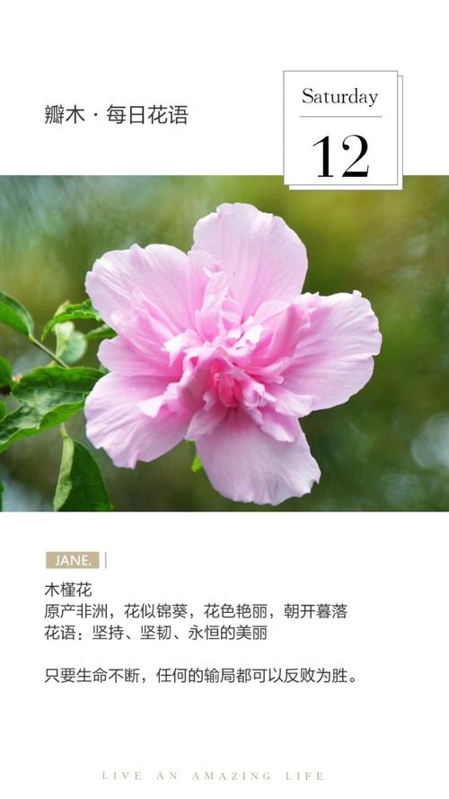 鲜花花语坚韧(花语大全坚强勇敢)-第6张图片-花花知道网 鲜花花语坚韧(花语大全坚强勇敢)-第6张图片-花花知道网